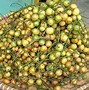 Nama Buah Dari Huruf R Bahasa Indonesia